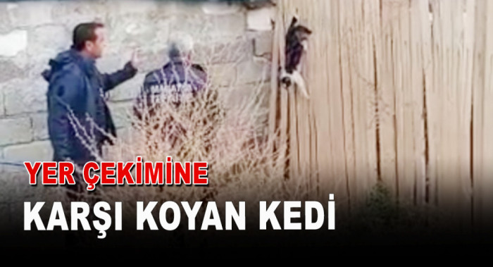 Yer Çekimine Karşı Koyan Kedi